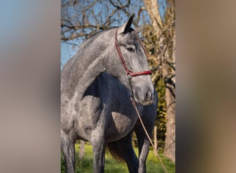 PRE Mix, Stute, 3 Jahre, 162 cm, Schimmel