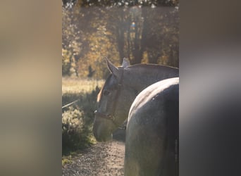 PRE Mix, Stute, 3 Jahre, 162 cm, Schimmel