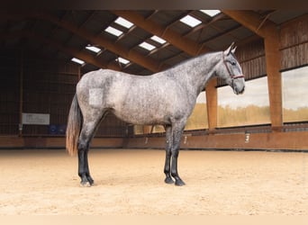 PRE Mix, Stute, 3 Jahre, 162 cm, Schimmel