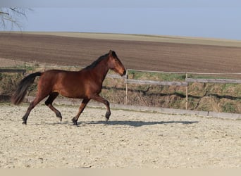 PRE Mix, Stute, 3 Jahre, 163 cm, Brauner
