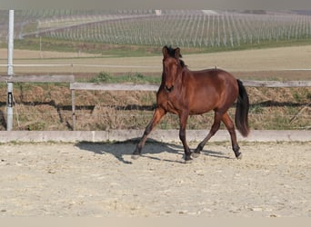 PRE Mix, Stute, 3 Jahre, 163 cm, Brauner