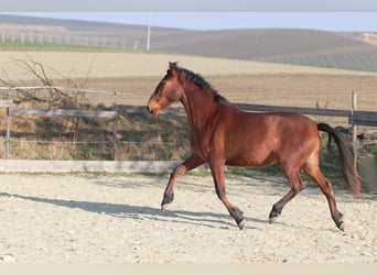 PRE Mix, Stute, 3 Jahre, 163 cm, Brauner