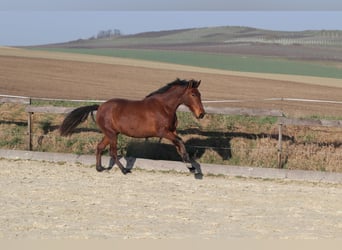 PRE Mix, Stute, 3 Jahre, 163 cm, Brauner