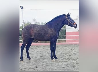 PRE Mix, Stute, 3 Jahre, 163 cm, Schimmel