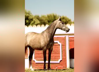 PRE Mix, Stute, 3 Jahre, 163 cm, Schimmel