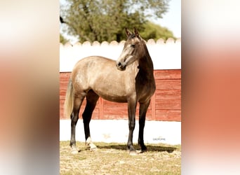 PRE Mix, Stute, 3 Jahre, 163 cm, Schimmel