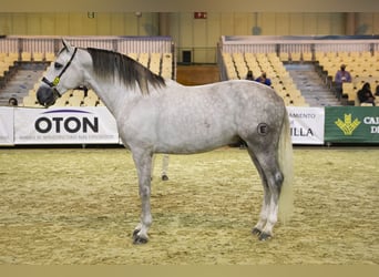 PRE Mix, Stute, 3 Jahre, 163 cm, Schimmel