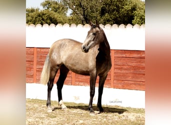 PRE Mix, Stute, 3 Jahre, 163 cm, Schimmel