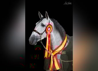 PRE Mix, Stute, 3 Jahre, 163 cm, Schimmel