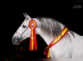 PRE Mix, Stute, 3 Jahre, 163 cm, Schimmel