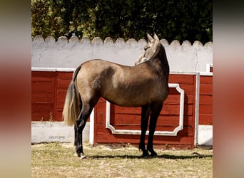 PRE Mix, Stute, 3 Jahre, 163 cm, Schimmel