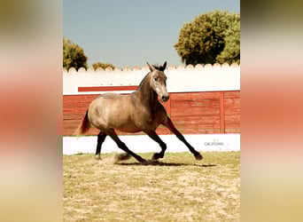 PRE Mix, Stute, 3 Jahre, 163 cm, Schimmel