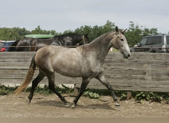 PRE Mix, Stute, 3 Jahre, 164 cm, Schimmel