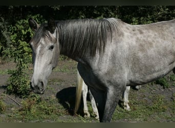 PRE Mix, Stute, 3 Jahre, 164 cm, Schimmel