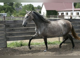 PRE Mix, Stute, 3 Jahre, 164 cm, Schimmel