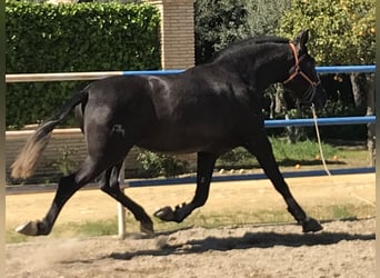 PRE Mix, Stute, 3 Jahre, 164 cm, Schimmel