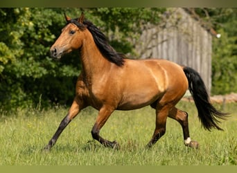 PRE Mix, Stute, 3 Jahre, 165 cm, Brauner