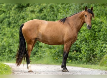 PRE Mix, Stute, 3 Jahre, 165 cm, Brauner