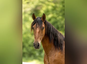 PRE Mix, Stute, 3 Jahre, 165 cm, Brauner