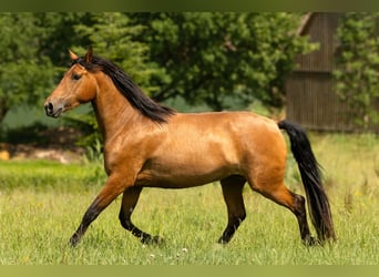PRE Mix, Stute, 3 Jahre, 165 cm, Brauner