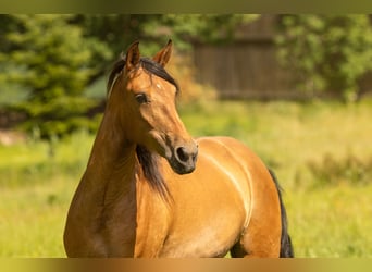 PRE Mix, Stute, 3 Jahre, 165 cm, Brauner