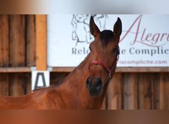 PRE Mix, Stute, 3 Jahre, 165 cm, Brauner