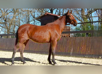 PRE Mix, Stute, 3 Jahre, 165 cm, Brauner