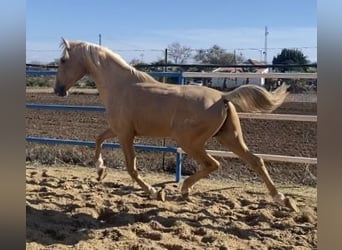 PRE, Stute, 3 Jahre, 165 cm, Falbe