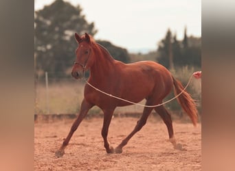 PRE, Stute, 3 Jahre, 165 cm, Fuchs