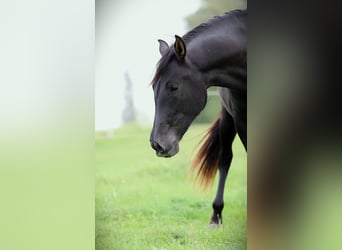 PRE, Stute, 3 Jahre, 165 cm, Rappe