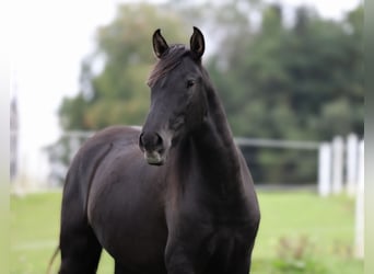 PRE, Stute, 3 Jahre, 165 cm, Rappe