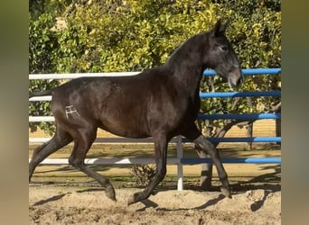 PRE, Stute, 3 Jahre, 165 cm, Schimmel