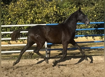 PRE, Stute, 3 Jahre, 165 cm, Schimmel