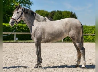 PRE Mix, Stute, 3 Jahre, 165 cm, Schimmel