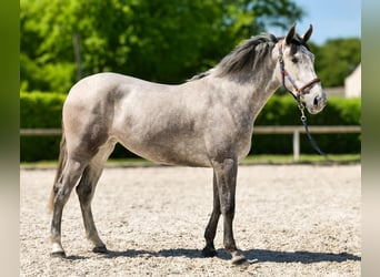 PRE Mix, Stute, 3 Jahre, 165 cm, Schimmel