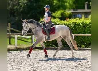 PRE Mix, Stute, 3 Jahre, 165 cm, Schimmel