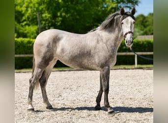 PRE Mix, Stute, 3 Jahre, 165 cm, Schimmel