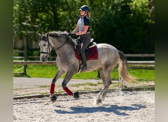 PRE Mix, Stute, 3 Jahre, 165 cm, Schimmel