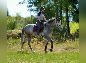PRE Mix, Stute, 3 Jahre, 165 cm, Schimmel
