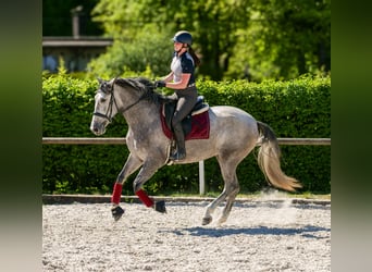 PRE Mix, Stute, 3 Jahre, 165 cm, Schimmel