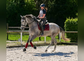PRE Mix, Stute, 3 Jahre, 165 cm, Schimmel