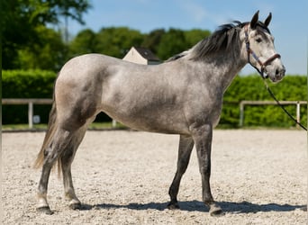 PRE, Stute, 3 Jahre, 165 cm, Schimmel