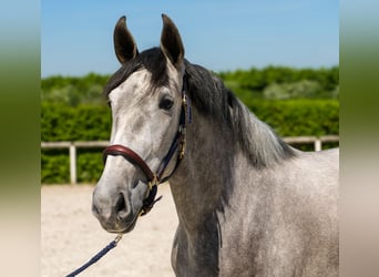 PRE Mix, Stute, 3 Jahre, 165 cm, Schimmel