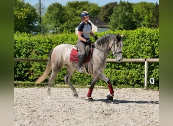 PRE Mix, Stute, 3 Jahre, 165 cm, Schimmel