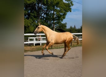 PRE Mix, Stute, 3 Jahre, 166 cm, Palomino