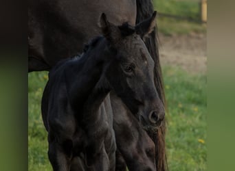 PRE Mix, Stute, 3 Jahre, 167 cm, Rappe