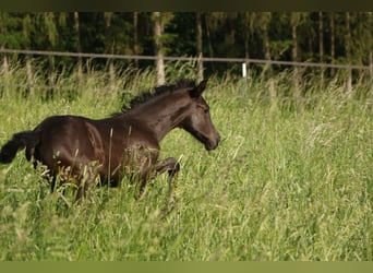 PRE Mix, Stute, 3 Jahre, 167 cm, Rappe