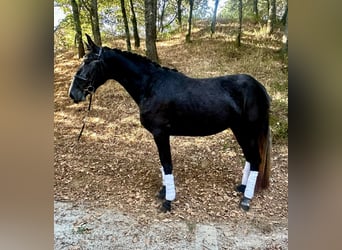 PRE Mix, Stute, 3 Jahre, 167 cm, Schimmel