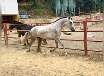 PRE Mix, Stute, 3 Jahre, 167 cm, Schimmel