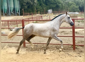PRE Mix, Stute, 3 Jahre, 167 cm, Schimmel